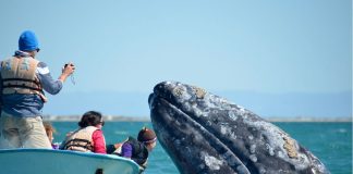 A friendly gray whale off the Pacific Coast of Baja California Sur
